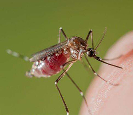 蟲(chóng)害控制 蟲(chóng)害控制